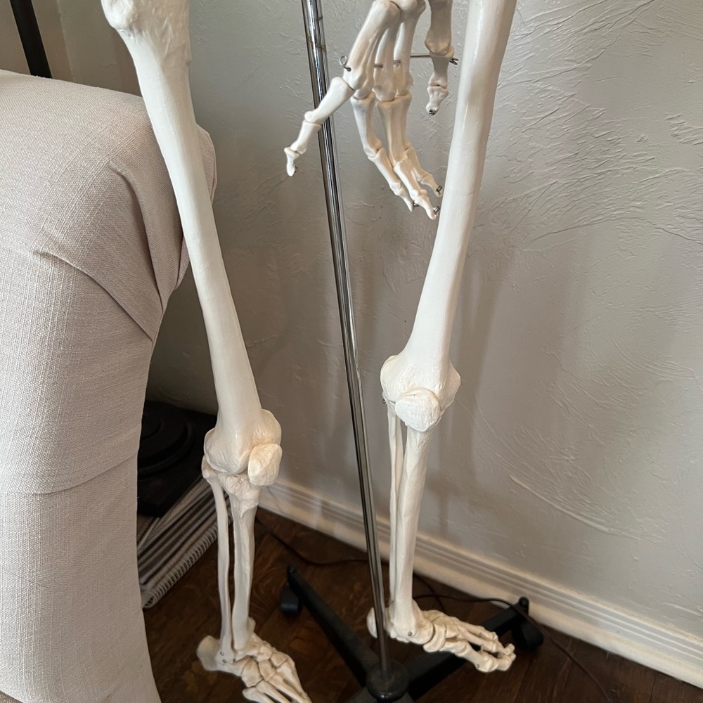 Life-Size Skeleton Model - Picture 4 of 6